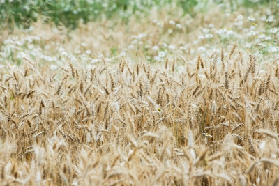 Урожай зерна 2022 бьет рекорды