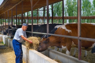 Сфера животноводства Узбекистана получила льготы и субсидии.